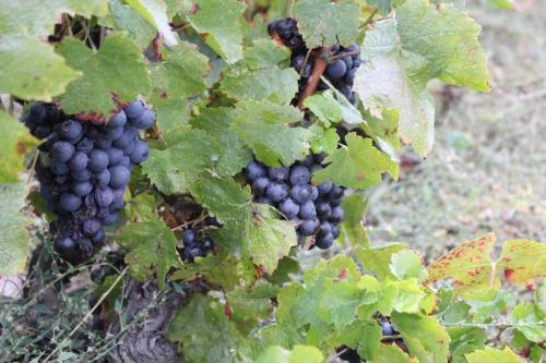 ReTour Des Crus Marche 12km - 22/09/2024